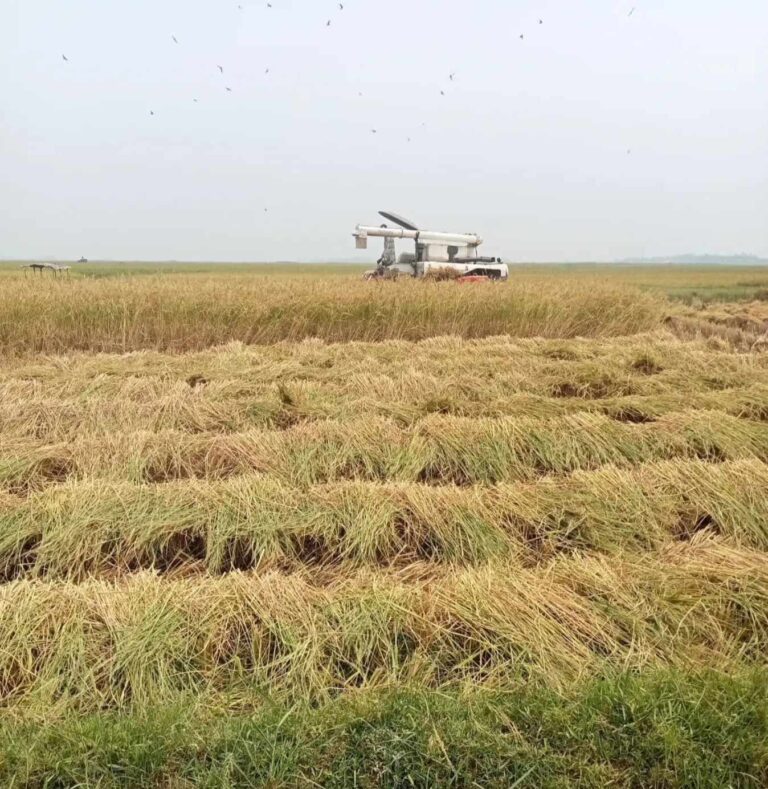 লাখাইয়ে যান্ত্রিক মেশিনে বোরো ধান কাটা শুরু, ধান ঘরে তুলতে ব্যস্ত কৃষক